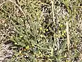 Asparagus prostratus with unripe, green berries