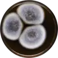 Aspergillus angustatus growing on MEAOX plate