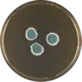 Aspergillus aureolatus growing on MEAOX plate