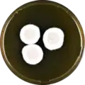Aspergillus bicolor growing on MEAOX media