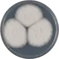 Aspergillus botucatensis growing on CYA plate
