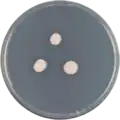 Aspergillus brevipes growing on CYA plate