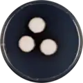Aspergillus delicatus growing on CYA plate
