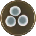 Aspergillus duricaulis growing on MEAOX plate