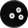 Penicillium inflatus growing on CYA plate