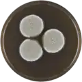 Aspergillus karnatakaensis growing on MEAOX plate