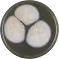 Aspergillus muricatus growing on MEAOX plate