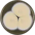Aspergillus nakazawae growing on MEAOX plate