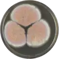 Aspergillus neoauricomus growing on MEAOX plate