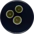 Aspergillus neocarnoyi growing on CYA plate