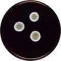 Aspergillus neocarnoyi growing on MEAOX plate