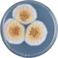 Aspergillus ostianus growing on CYA plate