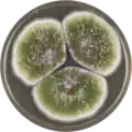Aspergillus sergii growing on MEAOX plate