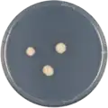 Aspergillus unilateralis growing on CYA plate