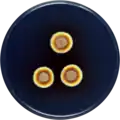 Aspergillus zutongqii growing on CYA plate
