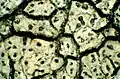 Aspicilia cinerea