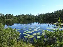 Åstebotjärnen from SW on August 1, 2020.