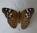 In Montgomery County, Alabama