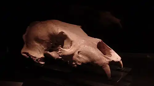 Carnivore skull