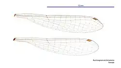 Female wings