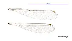 Male wings