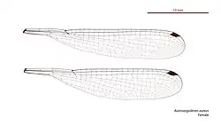 Female wings