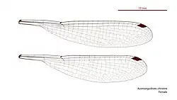 Female wings