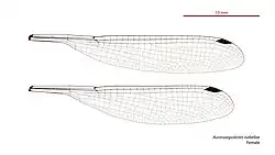 Female wings