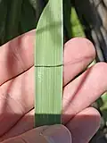 Leaves