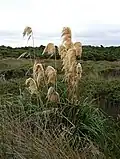 Austroderia turbaria