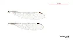 Female wings