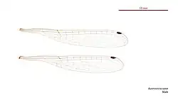 Male wings