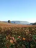 Image 12Autumn at Denbies Vineyard looking across the Mole Gap to Box Hill, the steepest slopes of the North Downs (from Portal:Surrey/Selected pictures)