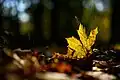 At f/1.4