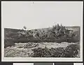 17 July 1916