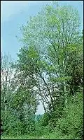 Thin, weak crown with yellow foliage.
