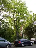 Stanford Avenue tree