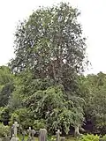 Woodvale Cemetery tree, Brighton (2005), showing prolific long shoots