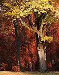 Maple and beech