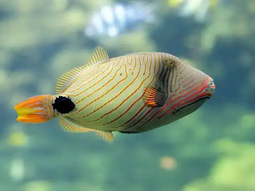 Balistapus undulatus (Nausicaä)