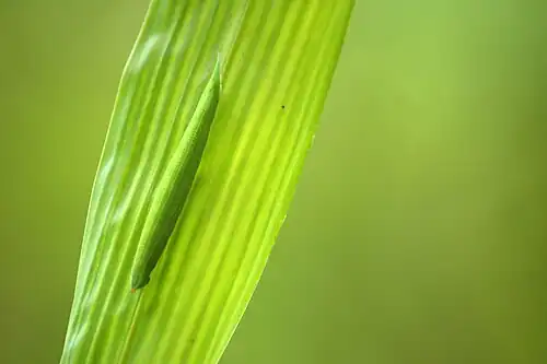 Larva