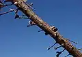 A straight length of brown branch, spotted with white dots, with numerous short twigs sticking out. Some of the twigs terminate in a flat pad, others in an open follicle.