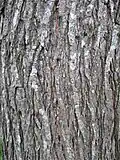 Bark of 30-year-old tree