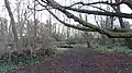 Barnsbury Wood