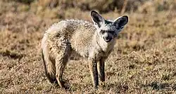 A fox with its mouth slightly open