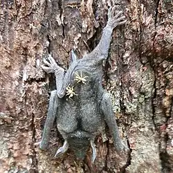 New Zealand bat flies (Mystacinobia zelandica) on a juvenile short-tailed bat (Mystacina tuberculata) in Fiordland