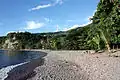 Habitat of Sphaerodactylus fantasticus fuga in Batali beach, western Dominica.
