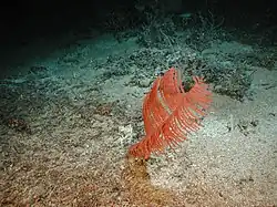 Bathypathes Coral