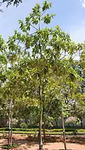 Tree in Hyderabad, India.