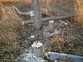 Beaver activity in Boyer Chute NWR